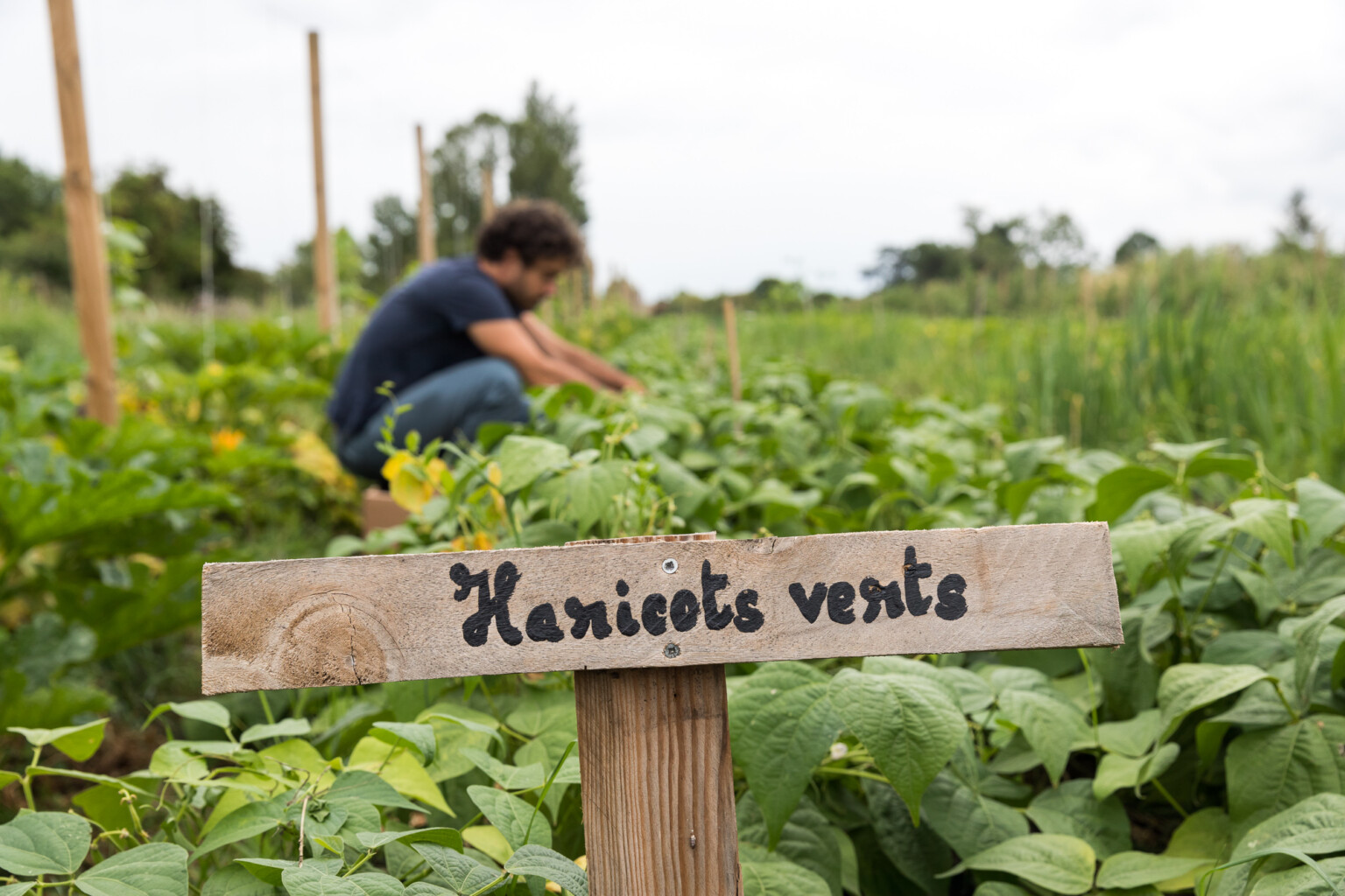 vue de plusieurs plants d'un jardin